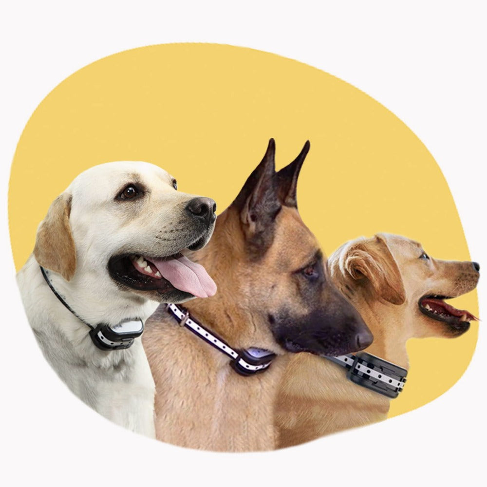 Cerca Eletrónica Sem Fios Com Coleira – Segurança Para o Seu Cão 