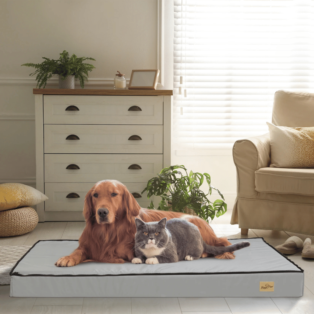 Cama Confortável Para Cão  – Ideal Para o Descanso e a Recuperação 